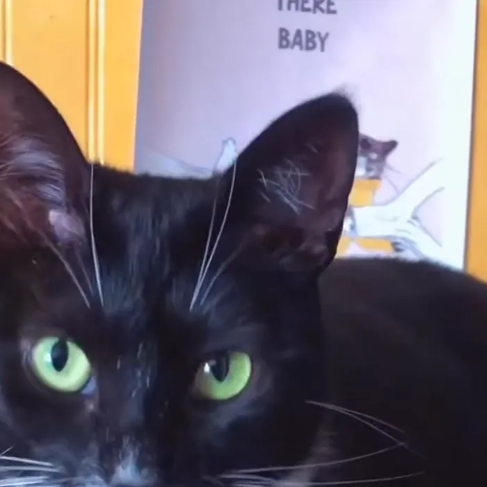 Kofi, un gato blanco y negro de ojos verdes, mirando a la cámara